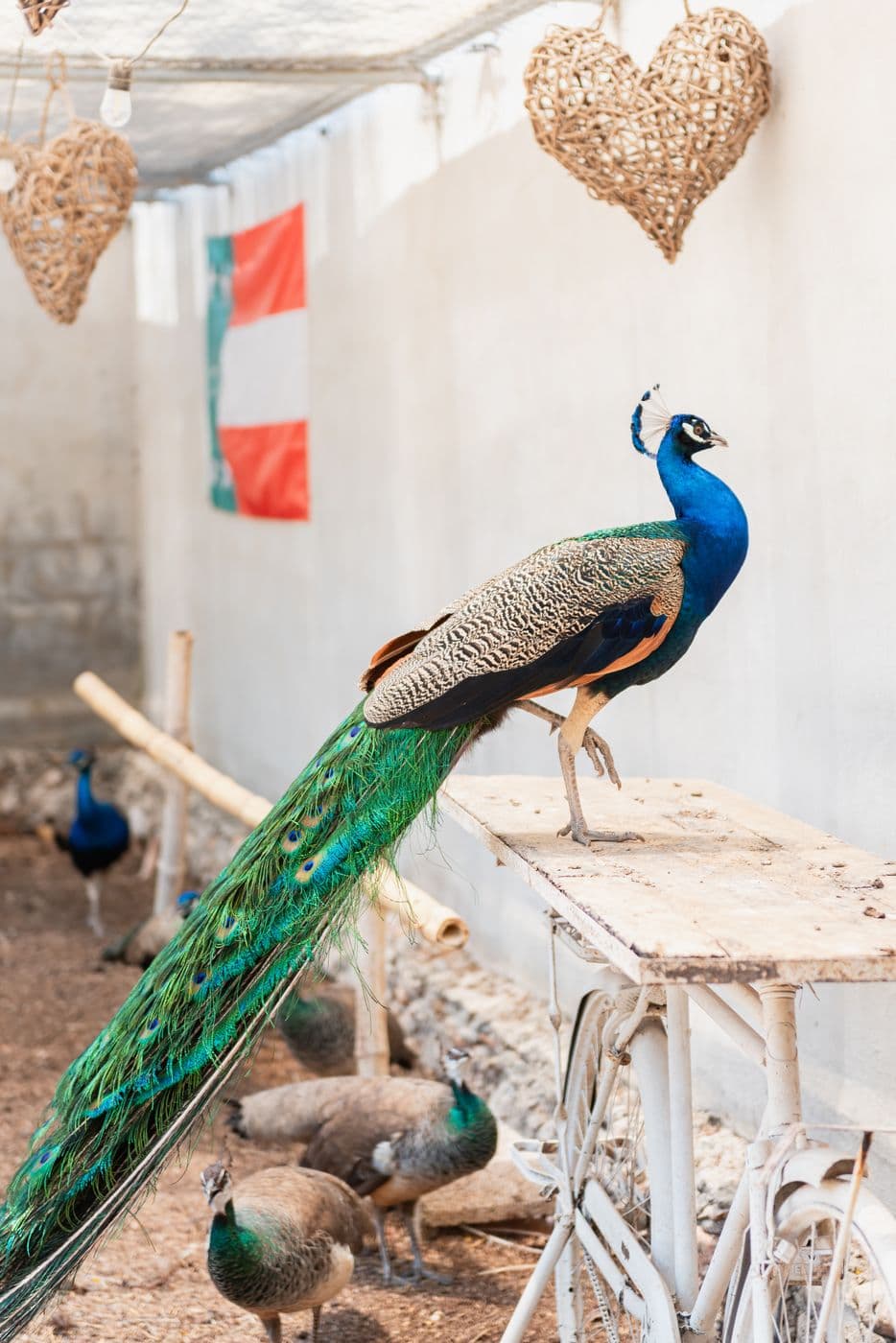 Rancho Contento — foto 28, Sitpach Yucatán