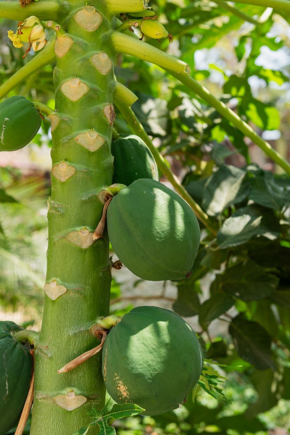 Rancho Contento — foto 43, Sitpach Yucatán