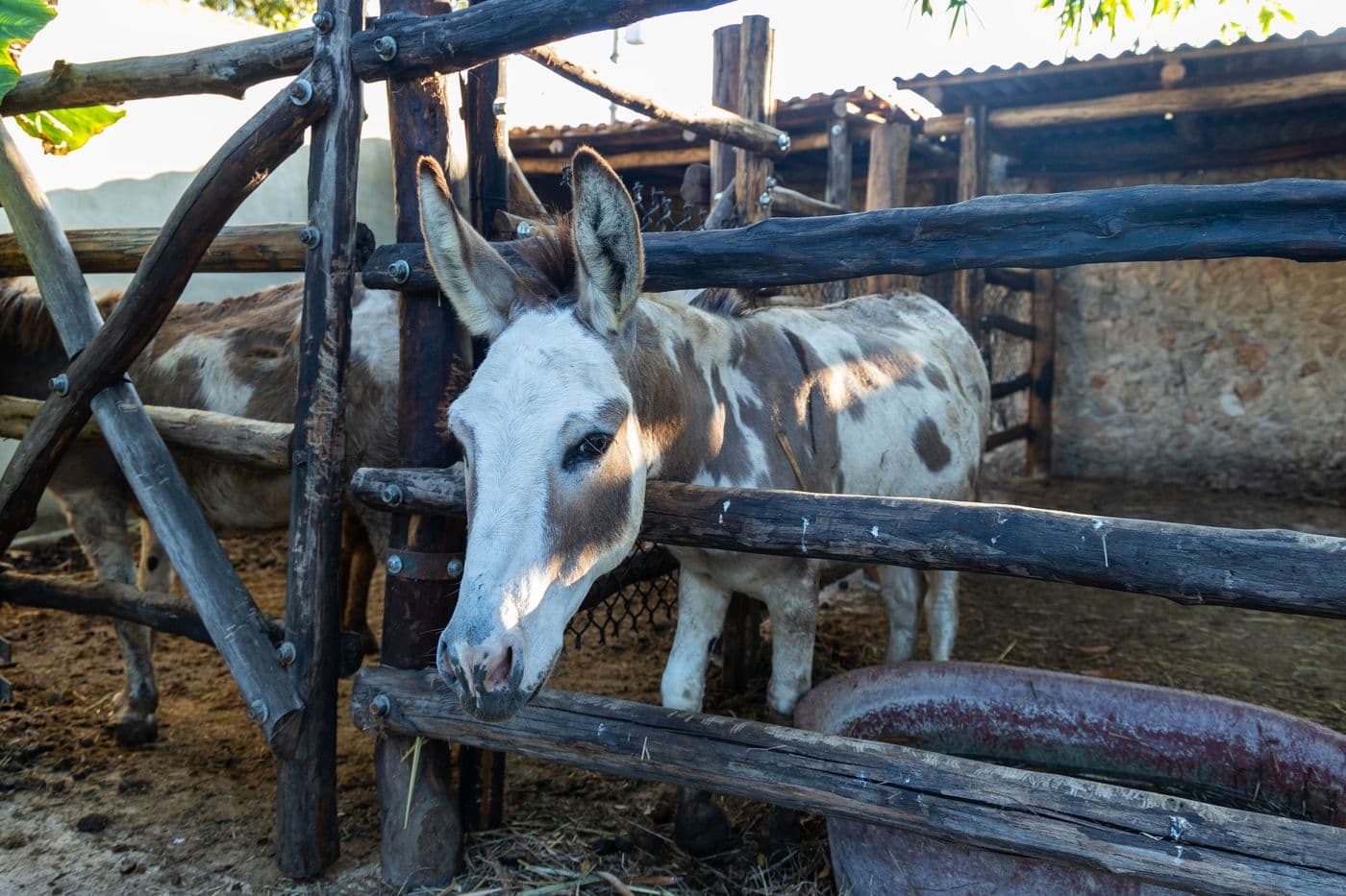 Rancho Contento — foto 131, Sitpach Yucatán