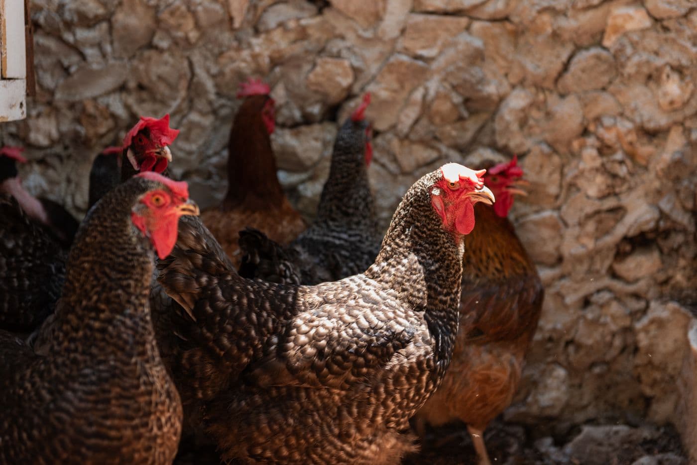 Gallinas de libre pastoreo en Rancho Contento