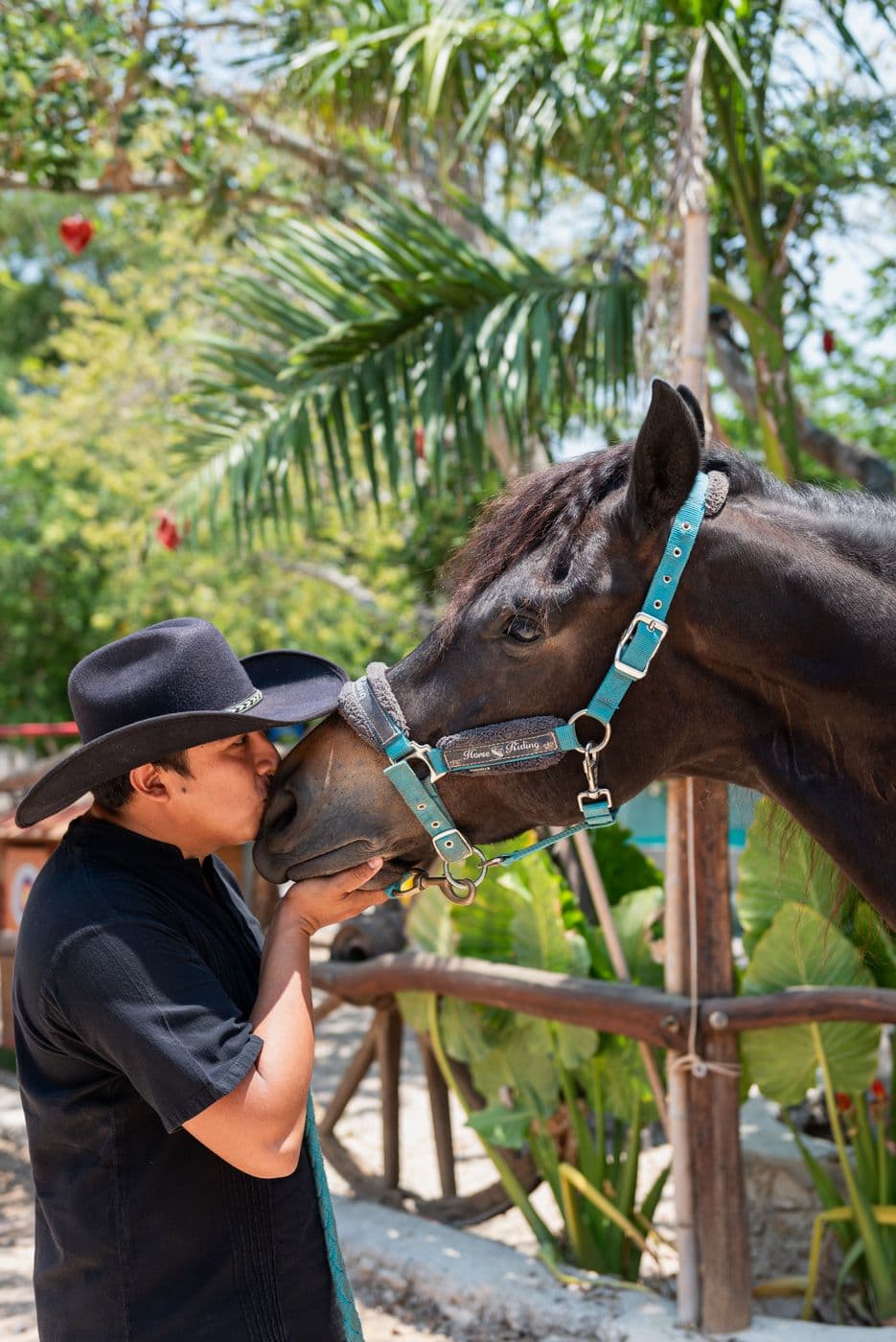 Caballos para haciendas — 2